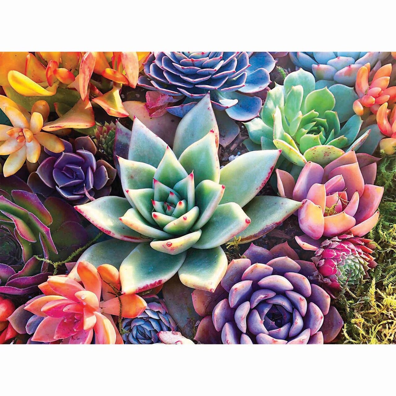 Buffalo Games Simple Succulent Jigsaw Puzzle